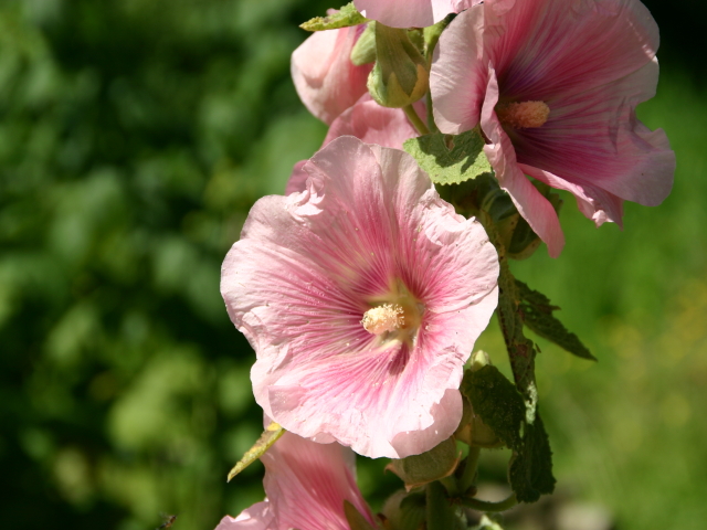 Blumen im Freilichtmusseum Lindlar - 2