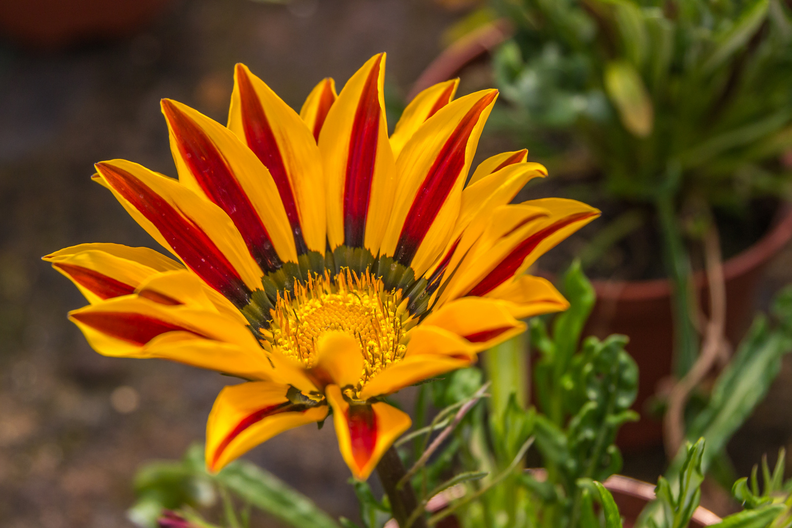 Blumen im Frühjahr