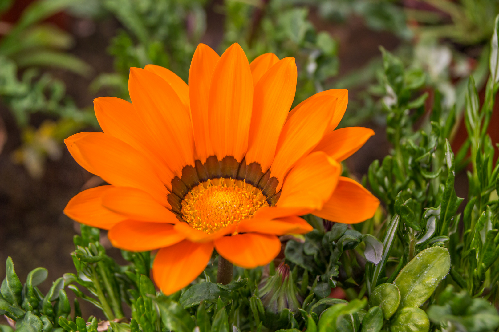 Blumen im Frühjahr