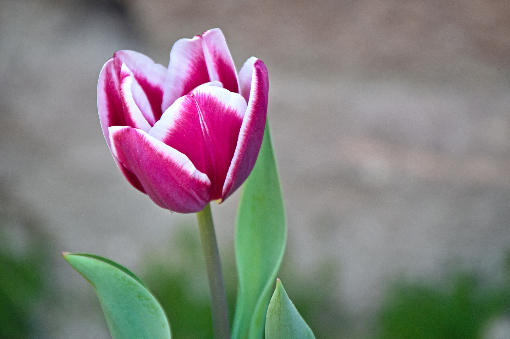 Blumen im Frühjahr Foto & Bild pflanzen, pilze & flechten, blüten