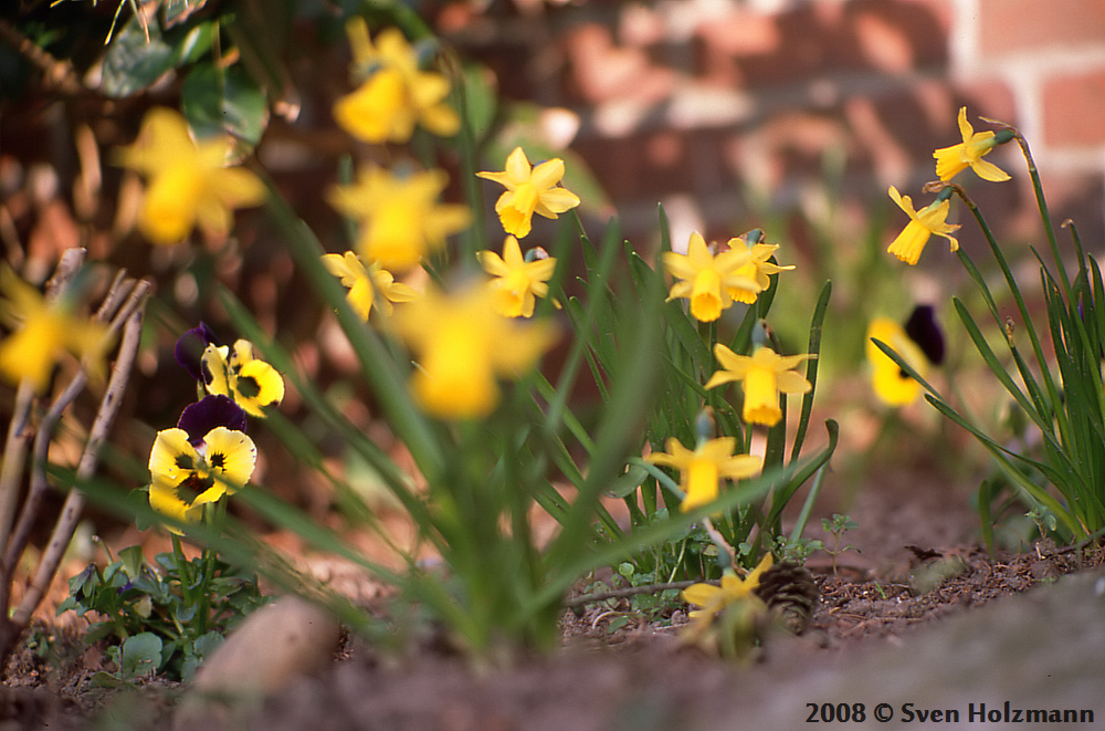 Blumen im Frühjahr