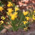 Blumen im Frühjahr