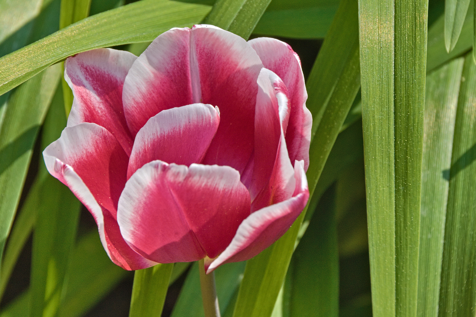 Blumen im Frühjahr