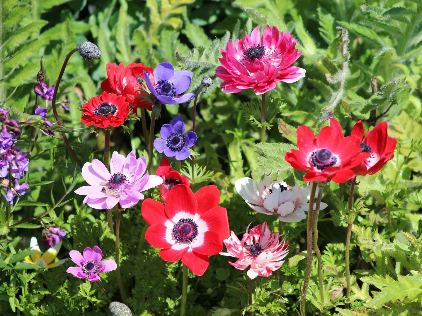 Blumen im Frühling