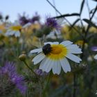 Blumen im Frühlingsfieber mit 2 Insekten