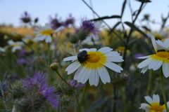 Blumen im Frühlingsfieber mit 2 Insekten