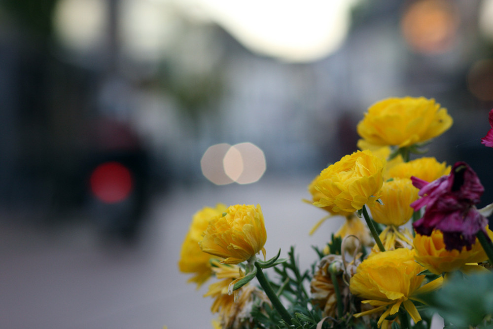 Blumen im Frühlingslicht