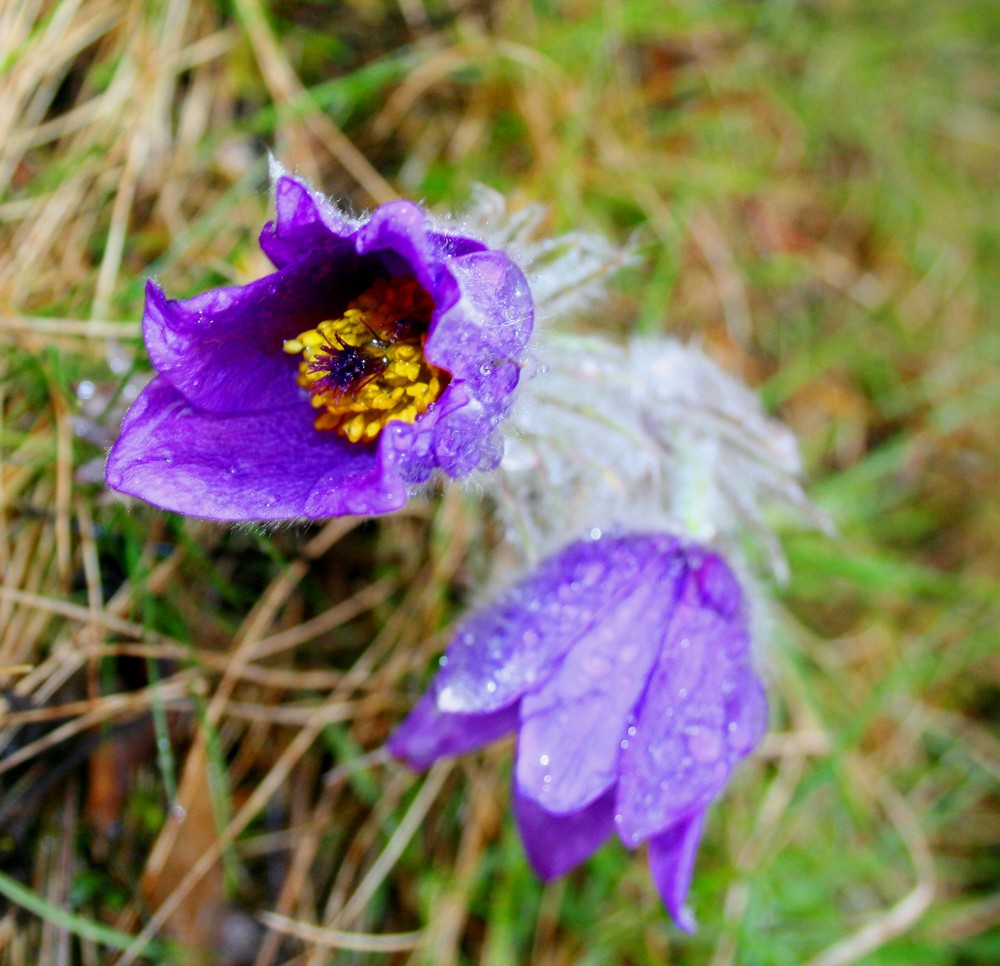 Blumen im Frühlingsregen