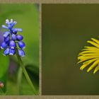 blumen im garten 1