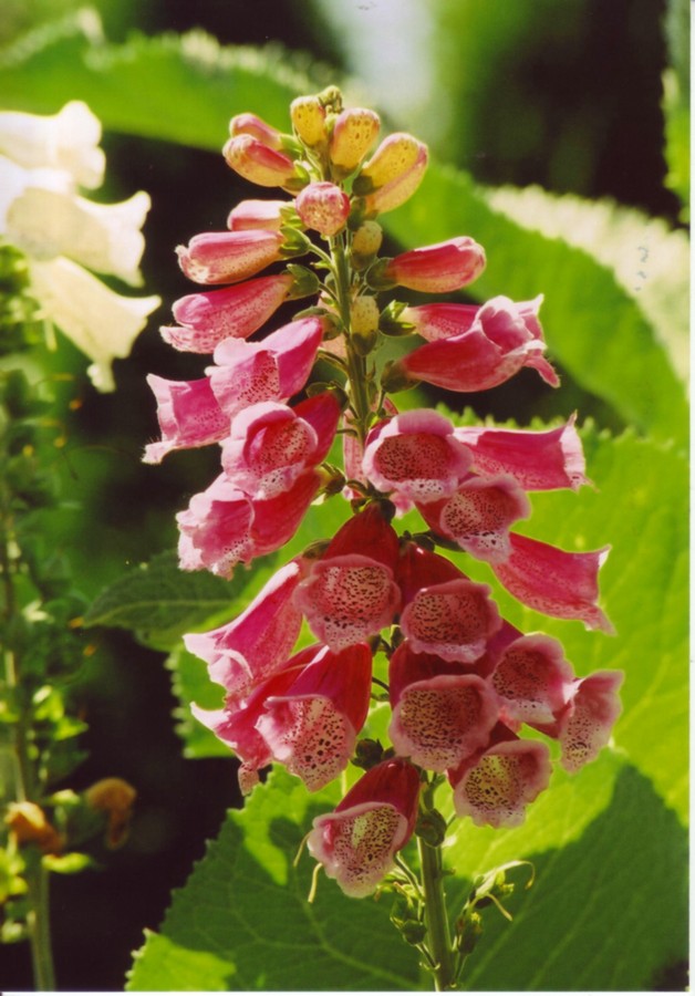 Blumen im Garten 1