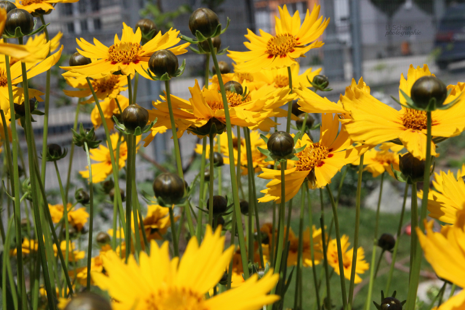 Blumen im Garten -