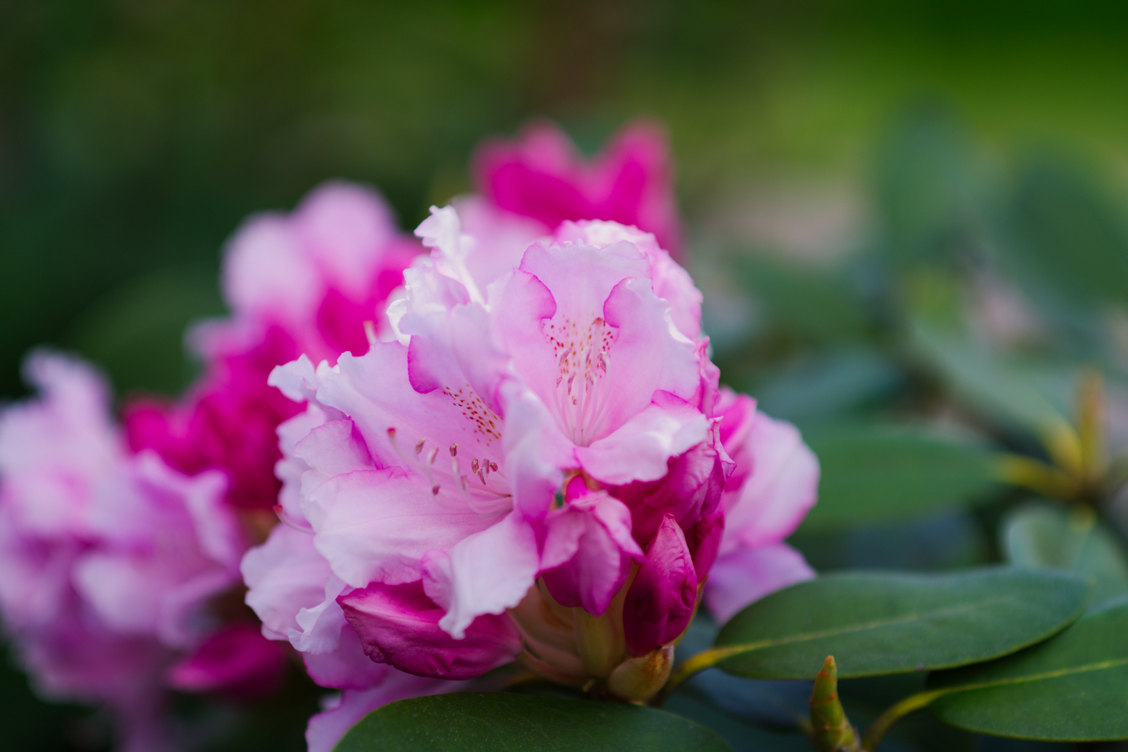 Blumen im Garten