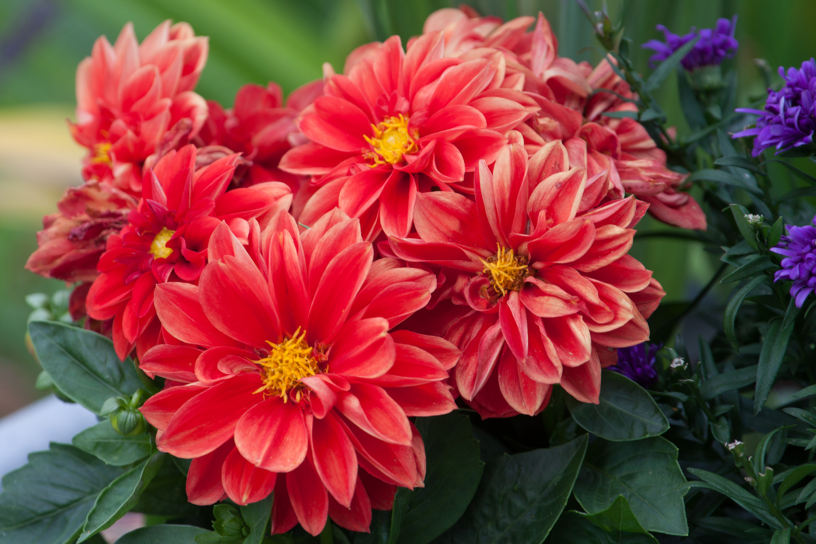 Blumen im Garten Foto & Bild landschaft, garten