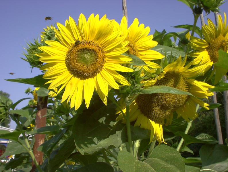 Blumen im Garten