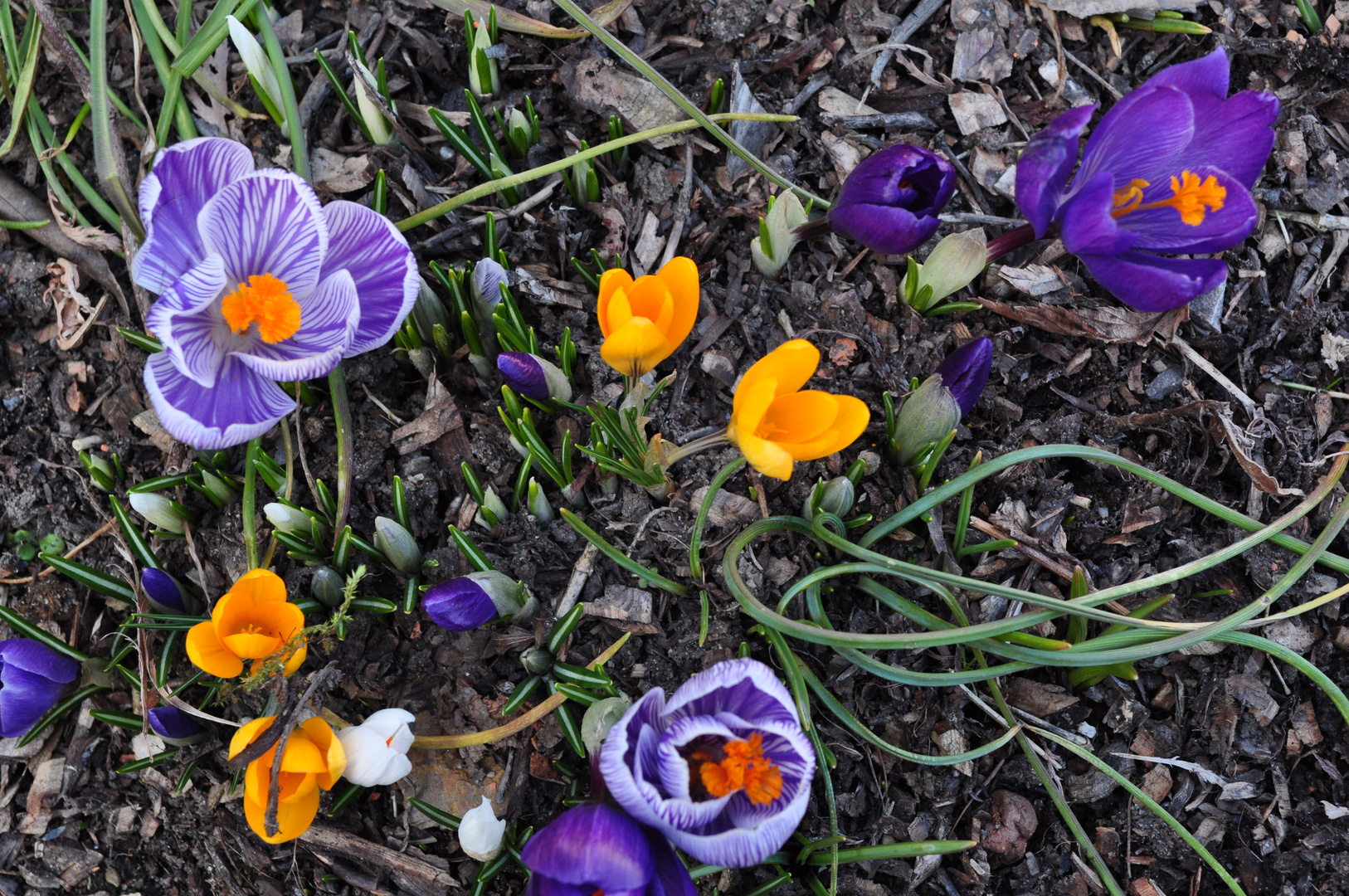 Blumen im Garten