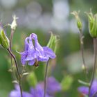 Blumen im Garten