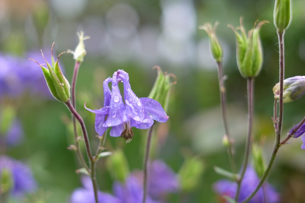 Blumen im Garten