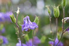 Blumen im Garten