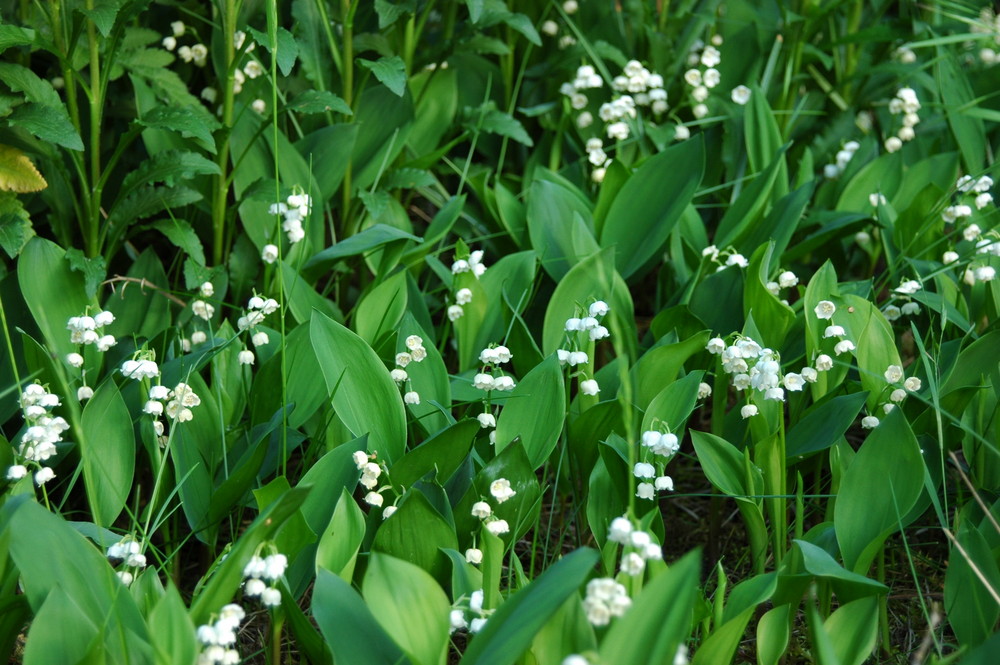 Blumen im Garten