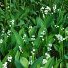 Blumen im Garten