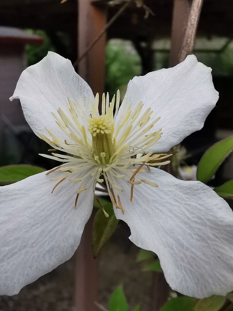 Blumen im Garten