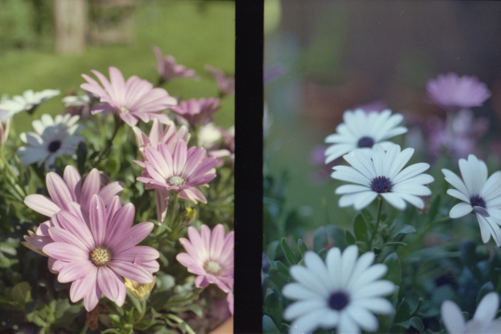 Blumen im Garten