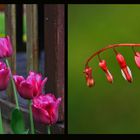 blumen im garten