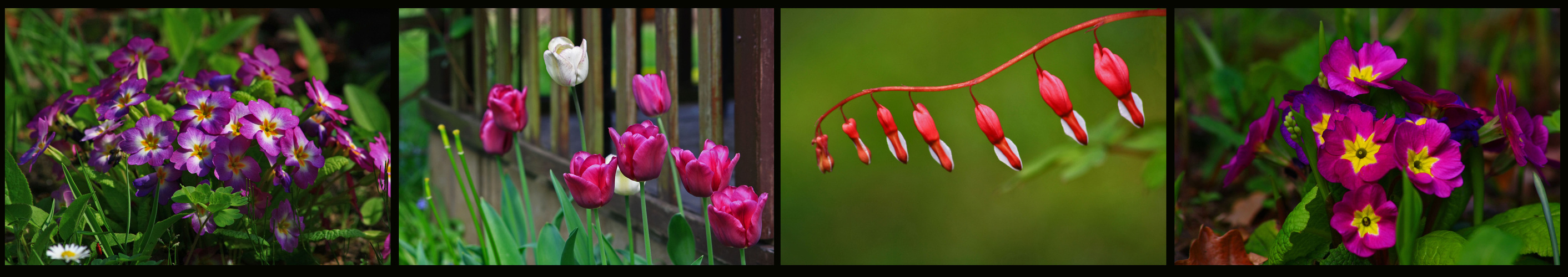 blumen im garten