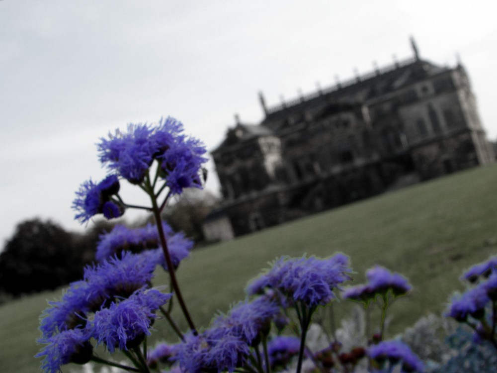 Blumen im Garten