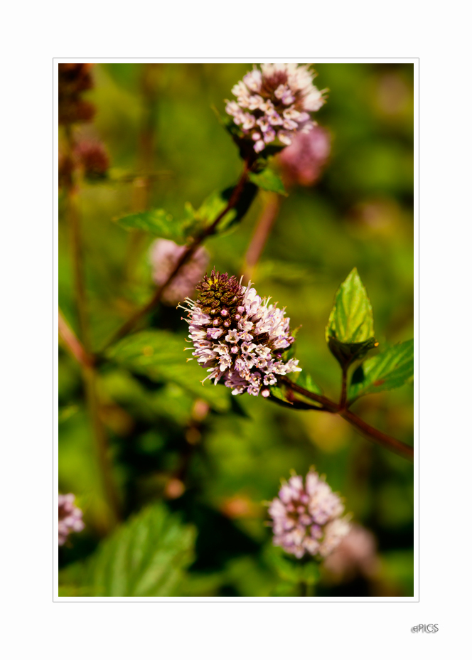 Blumen im Garten