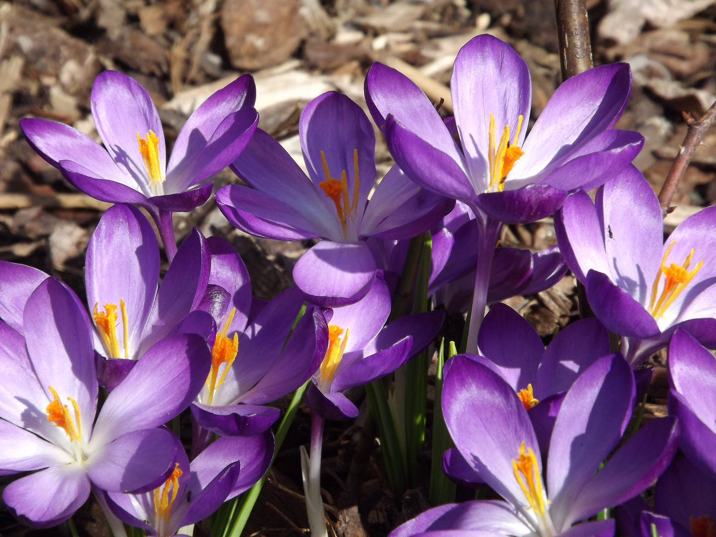 Blumen im Garten