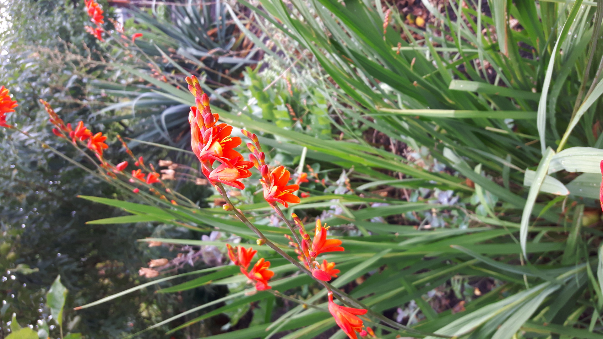 Blumen im Garten 