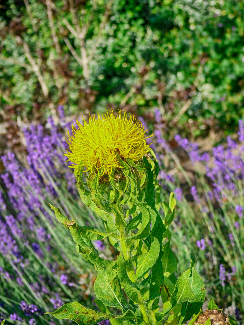 Blumen im Garten