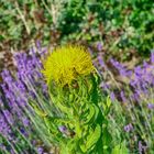 Blumen im Garten