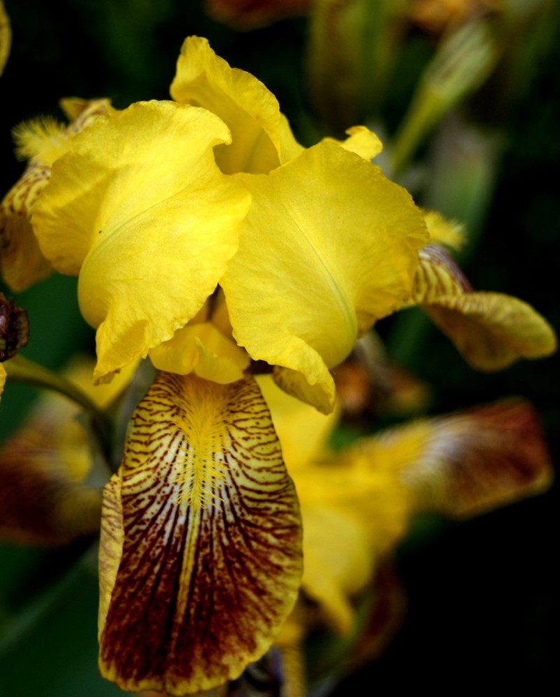 Blumen im Garten