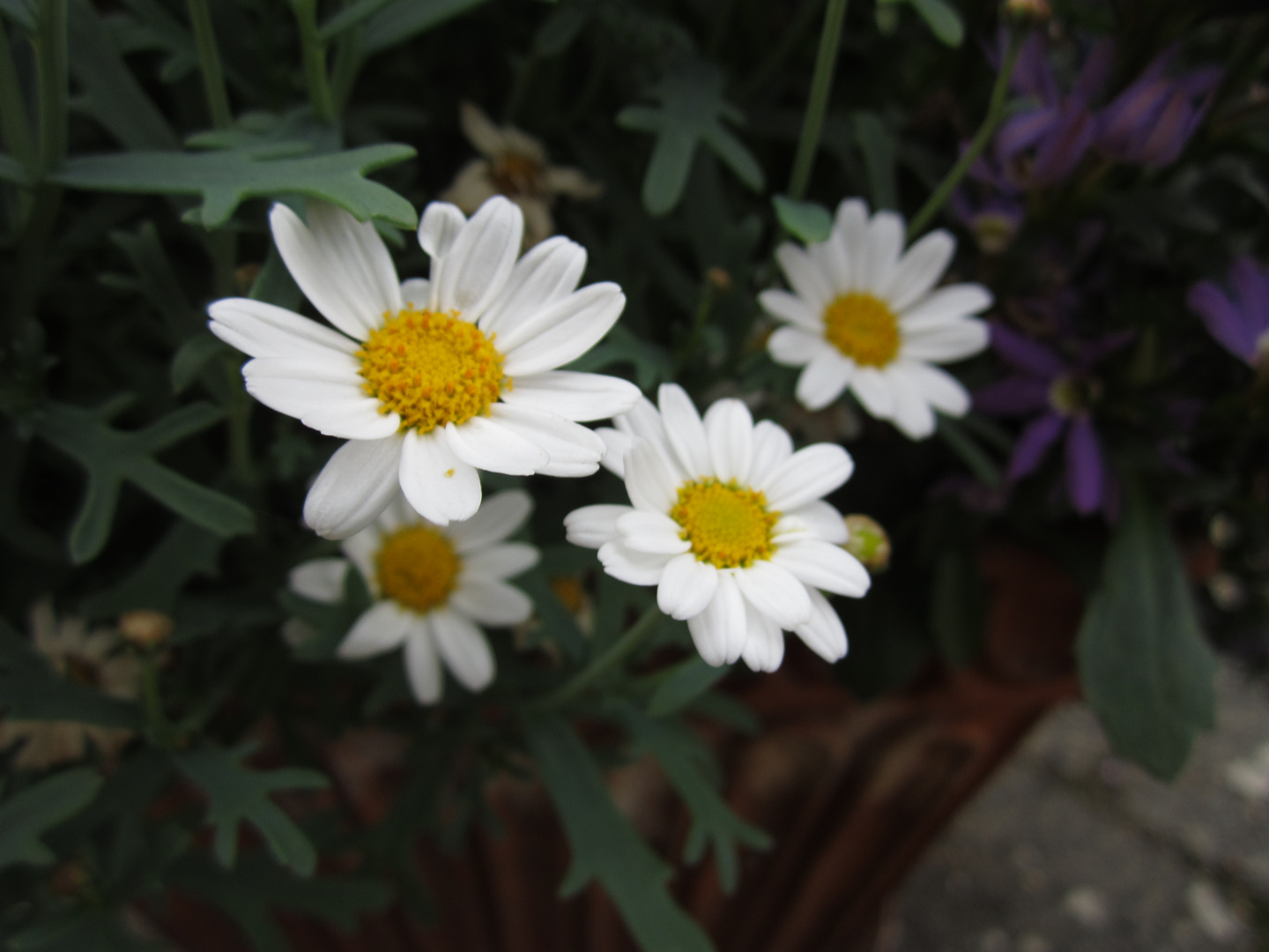 Blumen im Garten