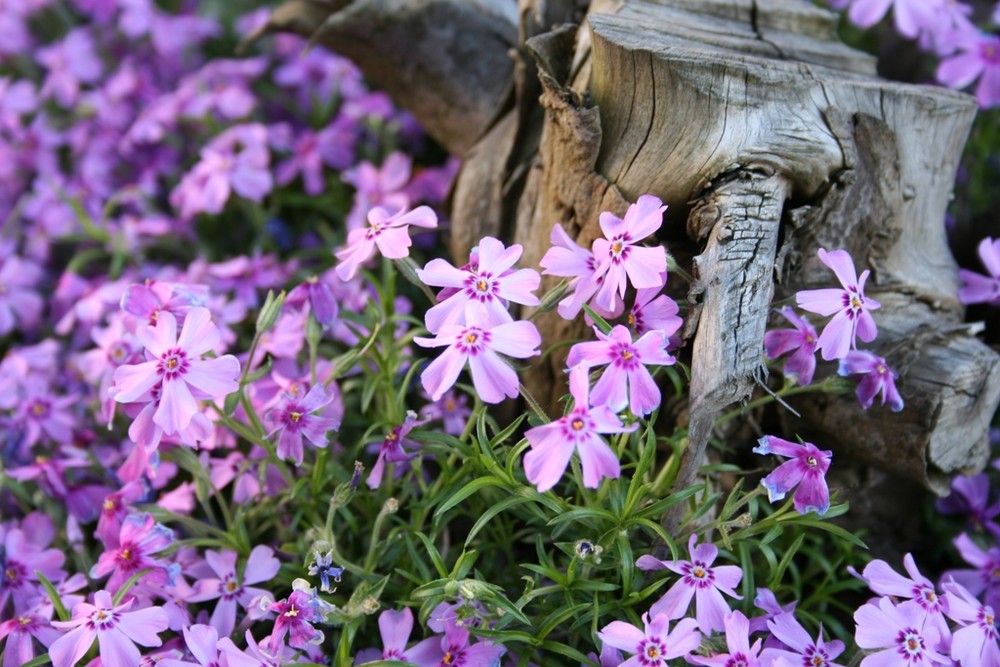 Blumen im Garten