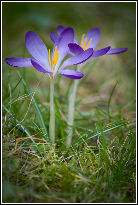 Blumen im Garten... Der Winter verabschiedet sich...