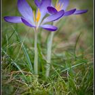 Blumen im Garten... Der Winter verabschiedet sich...