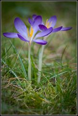 Blumen im Garten... Der Winter verabschiedet sich...