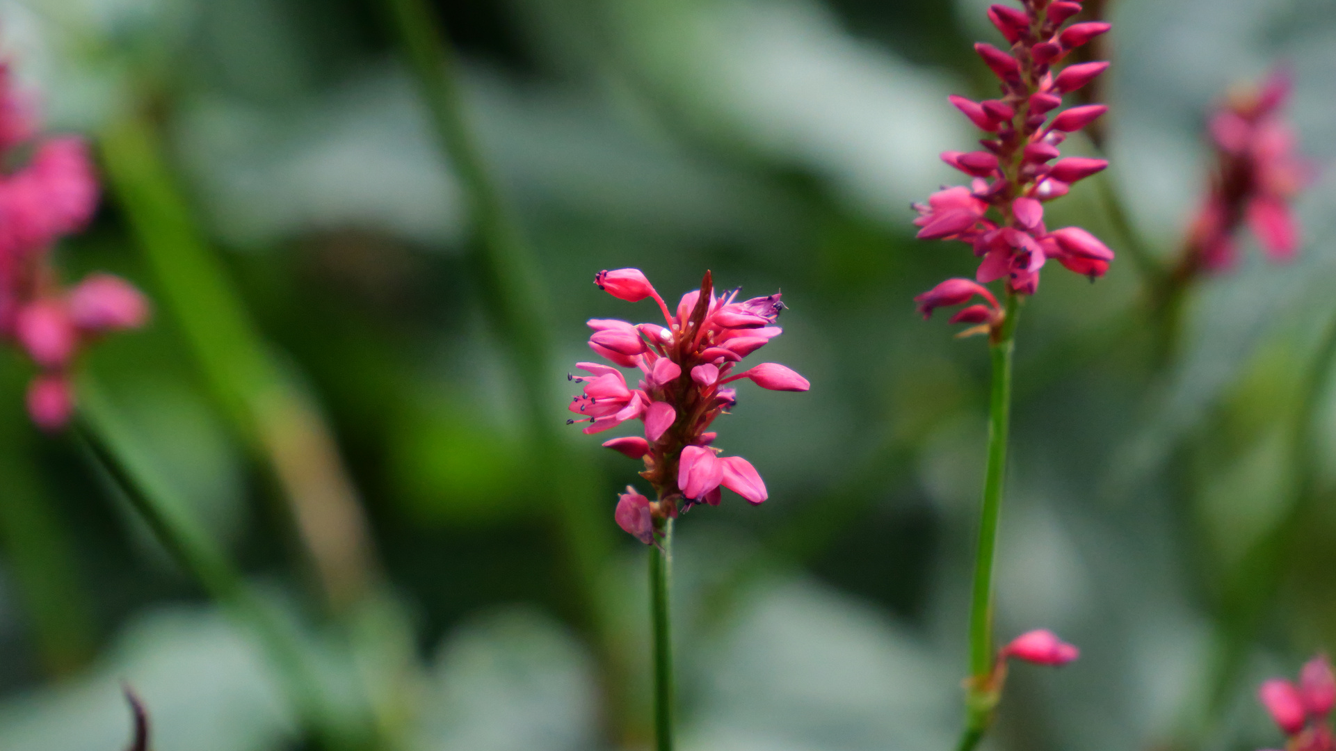 Blumen im  Garten 