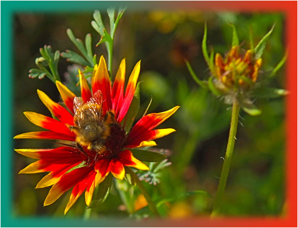 Blumen im Garten