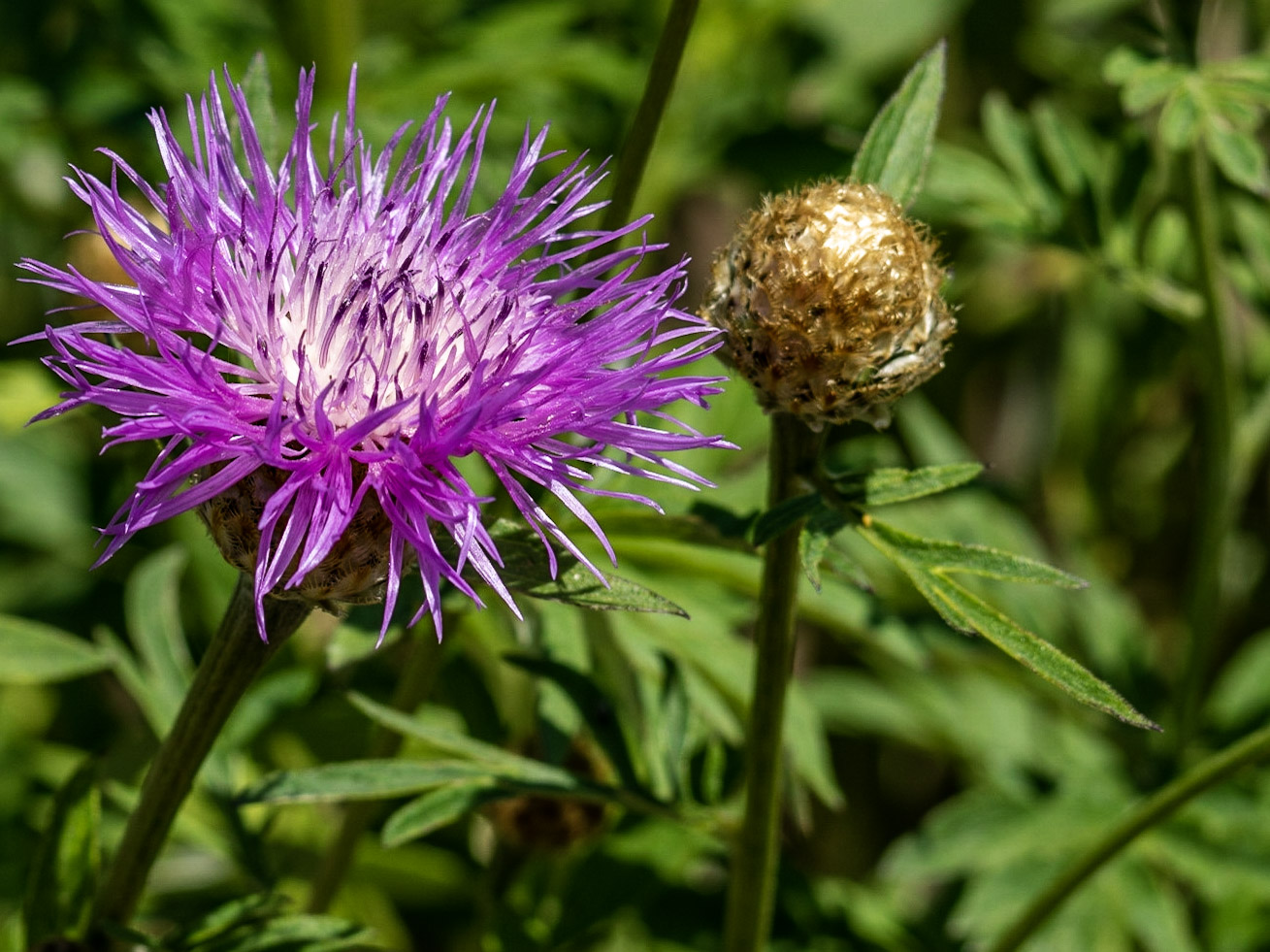 Blumen im Garten I