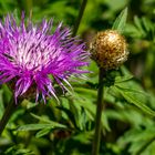 Blumen im Garten I