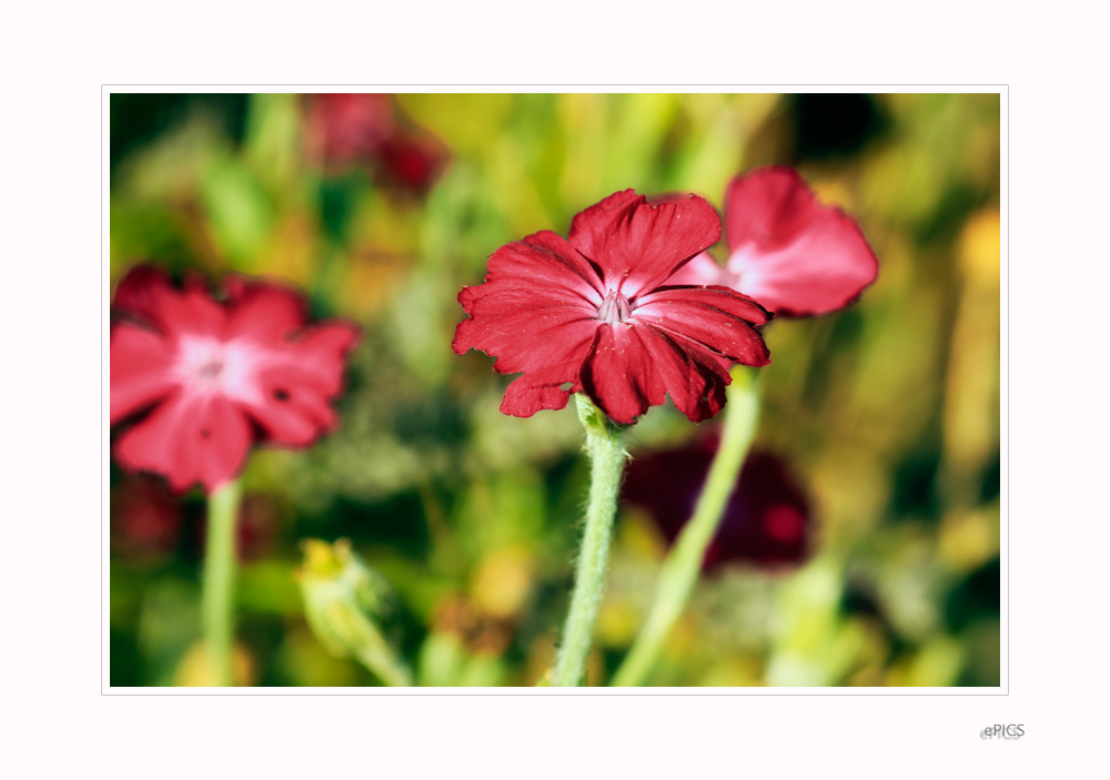 Blumen im Garten II