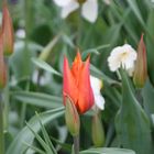 Blumen im Garten III