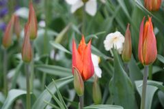 Blumen im Garten III