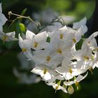 "Blumen im Garten, so 20 Arten.."