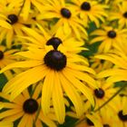 Blumen im Garten vom Schloss Dachau