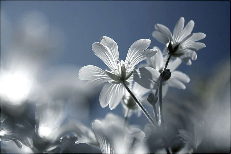 Blumen im Gegenlicht